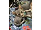 Adopt Shaggy a Gray, Blue or Silver Tabby Domestic Shorthair (short coat) cat in