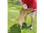 Adopt Mickey a Tan/Yellow/Fawn - with White Labrador Retriever / Mixed dog in