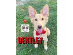 Adopt Bentley Orem Cutie Pie a White Golden Retriever dog in Provo