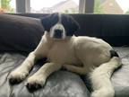 Adopt Oreo a White - with Black Great Pyrenees / Mixed dog in Aurora