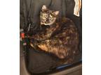 Adopt Cleopatra a Tortoiseshell Domestic Shorthair / Mixed (short coat) cat in
