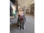 Adopt Moo Moo a Gray or Blue American Shorthair / Mixed (short coat) cat in