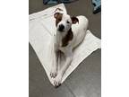 Adopt Ollie a White - with Tan, Yellow or Fawn Pit Bull Terrier / Mixed dog in
