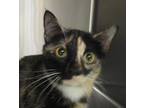 Adopt Pear a Domestic Shorthair / Mixed cat in Raleigh, NC (41561769)