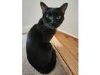 Adopt Onyx a Black (Mostly) Domestic Shorthair / Mixed (short coat) cat in Fort