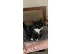 Adopt Luna a Black & White or Tuxedo Domestic Shorthair (short coat) cat in