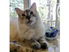 Adopt Esperanza a Cream or Ivory (Mostly) Ragdoll (long coat) cat in Davis