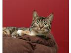 Adopt Macchiato a Domestic Shorthair / Mixed (short coat) cat in Parma