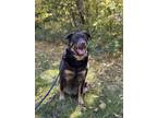 Adopt Miles a Brown/Chocolate German Shepherd Dog / Labrador Retriever / Mixed