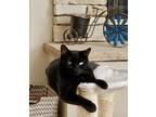 Adopt Boo a All Black Bombay / Mixed (short coat) cat in Escondido