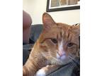 Adopt Bonsai a Orange or Red Tabby / Mixed (short coat) cat in Elbert