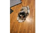 Adopt Mila a Brindle - with White Shih Tzu / Mixed dog in Lake Charles