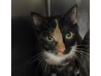 Adopt Peach a Domestic Shorthair / Mixed cat in Raleigh, NC (41561768)
