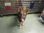 Adopt Pepper a Shepherd (Unknown Type) / Mixed dog in Raleigh, NC (41561080)
