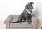 Adopt ONYX a Black Labrador Retriever / Mixed dog in Diamond Springs