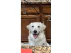 Adopt Maya a White - with Tan, Yellow or Fawn Golden Retriever / Mixed dog in