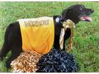 Adopt Shadow a Black Labrador Retriever / Mixed dog in Omaha, NE (41561580)