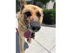 Adopt Big Handsome a Brown/Chocolate - with Black German Shepherd Dog / Mixed