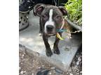 Adopt Chopper a Brindle - with White American Pit Bull Terrier / Mixed dog in