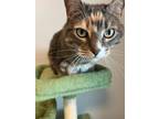 Adopt Hazel a Orange or Red Domestic Shorthair / Mixed (short coat) cat in