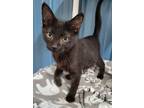 Adopt Ophelia a Domestic Shorthair / Mixed (short coat) cat in Medford
