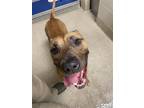 Adopt 2405-0488 Hammy a Pit Bull Terrier / Mixed dog in Virginia Beach