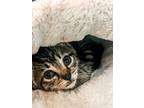 Adopt Violet a Gray, Blue or Silver Tabby Domestic Shorthair cat in LYNCHBURG