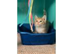 Adopt Vandy a Orange or Red (Mostly) Domestic Shorthair cat in LYNCHBURG