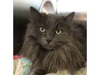 Adopt Oscar a Domestic Longhair / Mixed cat in Nanaimo, BC (41561558)