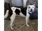 Adopt Jax a White - with Black Australian Cattle Dog / Australian Cattle Dog /