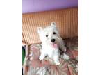 Adopt Pearl a White Westie, West Highland White Terrier / Mixed dog in Palos