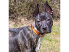 Adopt Jax a Black Terrier (Unknown Type, Medium) / Shepherd (Unknown Type) /
