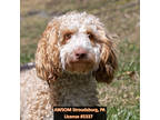 Adopt Bruno a Brindle Poodle (Miniature) / Labrador Retriever / Mixed (short