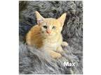 Adopt Max a Domestic Shorthair / Mixed (short coat) cat in Fallbrook