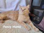 Adopt Fancy a Domestic Mediumhair / Mixed (short coat) cat in Fallbrook