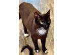 Adopt Lucy a Brown or Chocolate Bombay (short coat) cat in Gastonia