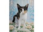 Adopt Kali a Calico or Dilute Calico Calico (short coat) cat in West Palm Beach