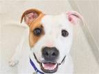 Adopt CODY a White Pit Bull Terrier / Mixed dog in Denver, CO (41560528)