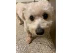 Adopt Frank a Poodle (Miniature) / Mixed Breed (Small) / Mixed dog in Vancouver