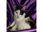 Adopt Oshkosh B'Gosh a Domestic Shorthair / Mixed cat in Santa Rosa