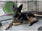 Adopt Kairo a German Shepherd Dog / Mixed dog in San Gabriel, CA (41561471)