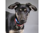 Adopt Marvin a German Shepherd Dog / Mixed dog in Houston, TX (41561463)