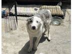 Adopt Theo a Black - with Gray or Silver Australian Shepherd / Mixed dog in Long