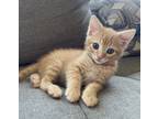Adopt Basil a Domestic Shorthair / Mixed cat in Mipiltas, CA (41561369)