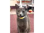 Adopt Mille Feuille a Domestic Shorthair / Mixed cat in Mipiltas, CA (41561366)