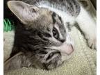 Adopt Glinda a Domestic Shorthair / Mixed cat in Mipiltas, CA (41561360)
