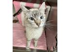 Adopt Sally Mae a Domestic Shorthair / Mixed cat in Mipiltas, CA (41561358)