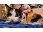 Adopt Rosemary a Calico or Dilute Calico Calico / Mixed (short coat) cat in
