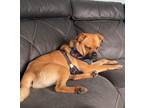 Adopt Bosco a Tan/Yellow/Fawn Pug dog in Kelowna, BC (41561315)