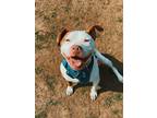 Adopt Archie a White - with Red, Golden, Orange or Chestnut American Pit Bull